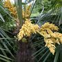 Palm_flower_5_june