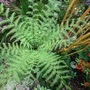 Tree fern from above