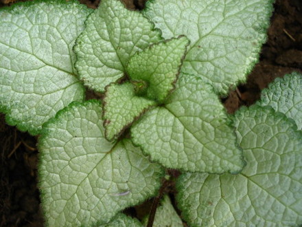 Beacon Silver (Lamium album)