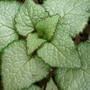 Lamium album