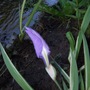 Iris_laevigata_bud