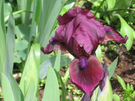 Little Annie (Iris germanica (Orris))