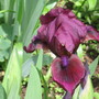 Iris germanica