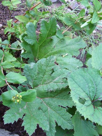 Gunnera manicata (Gunnera manicata)