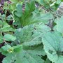 Gunnera manicata (Gunnera manicata)