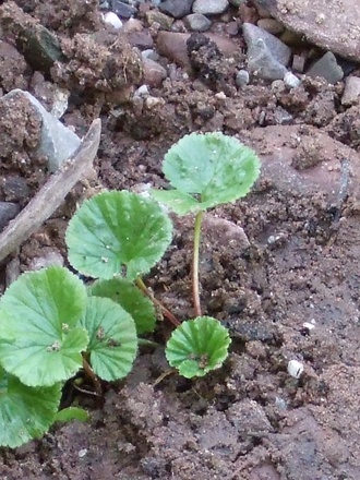 Gunnera magellicana. (Gunnera manicata)