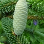 Abies_numidica_pendula
