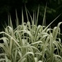 Ornamental grass