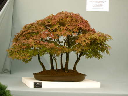Shrewsbury flower show 2007