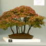 Shrewsbury flower show 2007