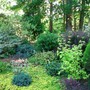 evergreen bed 6-7-08