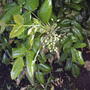 2008-06-06_mahonia_seeding