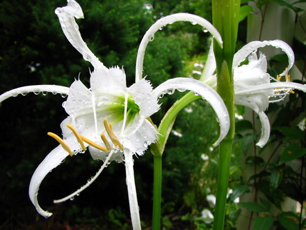 Peruvian Daffodil,  I potted them up late, and luckily they still bloomed.