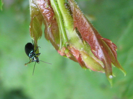 Unknown beetle...friend or foe?