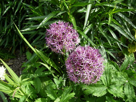 Alliums Christophii
