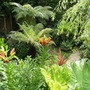 Tree ferns and Lily.