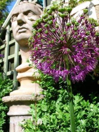 Brutus overlooking the entire garden.June 2008.See Blog 28. (Allium)