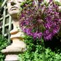 Brutus overlooking the entire garden.June 2008.See Blog 28. (Allium)