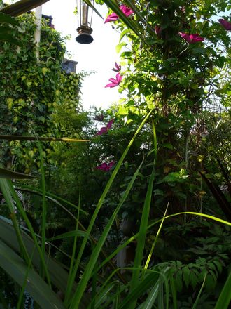 The Pergola. June 2008. (clematis)