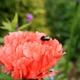 Poppy and bee 7 June (papaver)