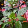 Peppers
