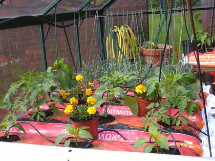 Peppers and young toms