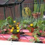 Peppers and young toms