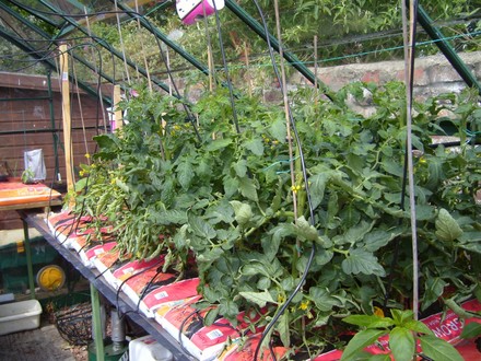 Mature toms 
