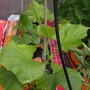 Picture_075