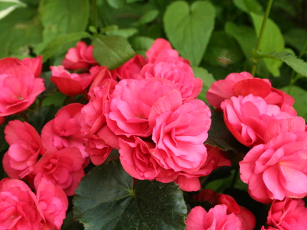 Begonia