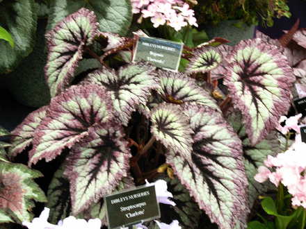 Shrewsbury flower show 2007 (Begonia)