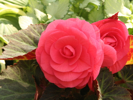 Begonias