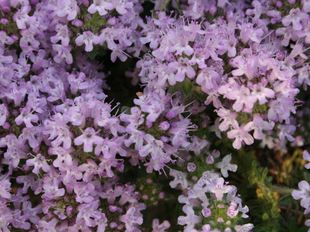 purple ground cover