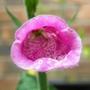 foxglove (Digitalis purpurea)