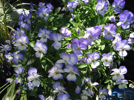 Viola, Coconut Swirl (viola)