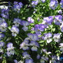 Viola, Coconut Swirl (viola)