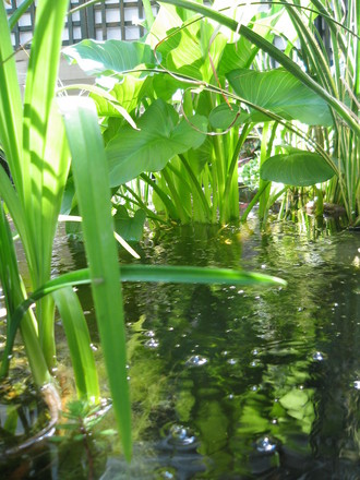 Pond