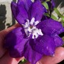 Delphinium 'King Arthur'