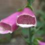 foxglove (Digitalis purpurea)