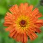 Hieracium aurantiacum