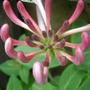 Copy_of_garden_194