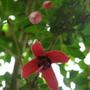 Copy_of_garden_203