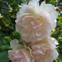 Roses_001