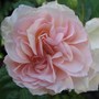 Rosa ' Fritz Nobis' ?