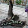 House leeks on drift wood