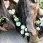 Drift wood