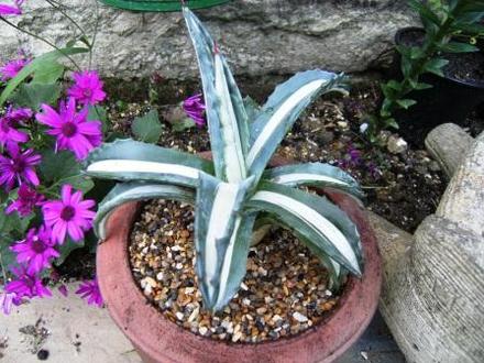 Agave americana 'Mediopicta Alba' (Agave americana)