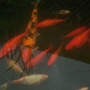 pond