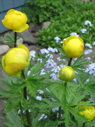 buttercups (Trollius europaeus (Boule dor))