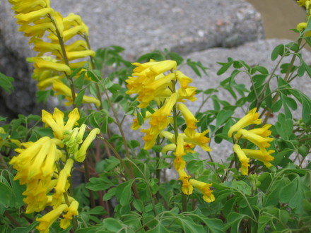 corydalis lutea (corydalis lutea)